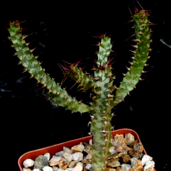 Euphorbia curvirama