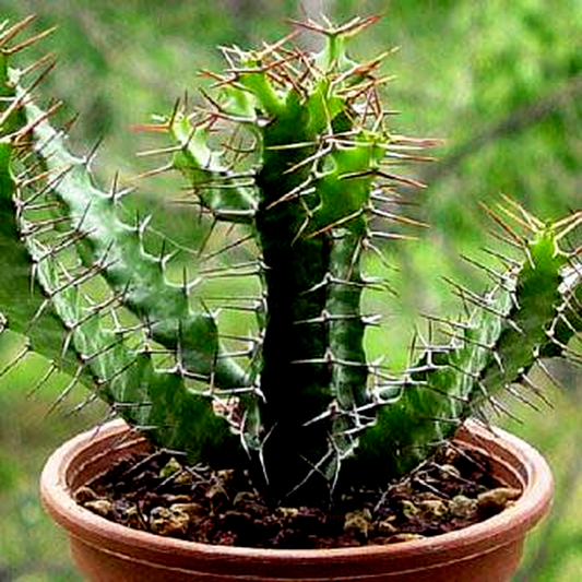 Euphorbia evansii