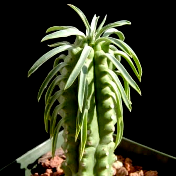 Euphorbia loricata