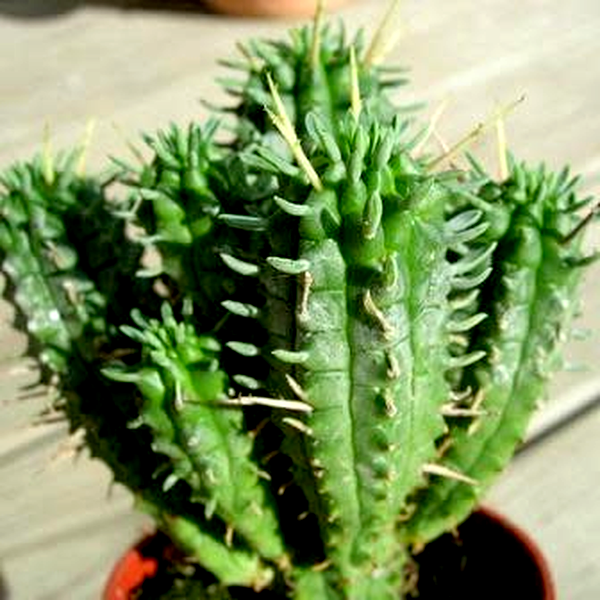 Euphorbia mammillaris