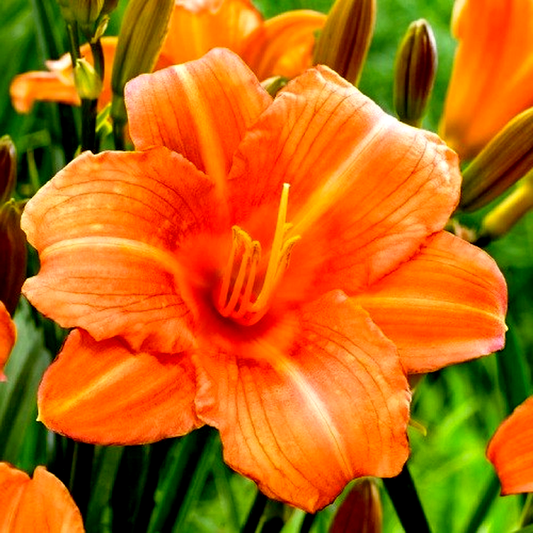 EveryDaylily Pink Wing