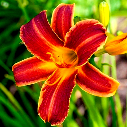 EveryDaylily Red Ribs