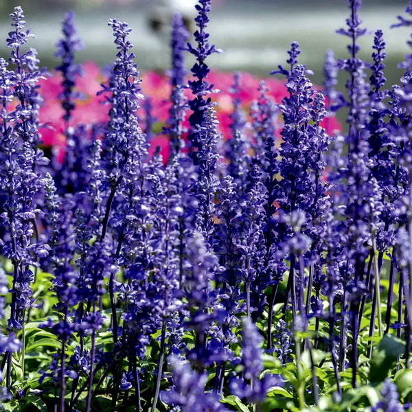 Evolution® Violet Salvia Seeds