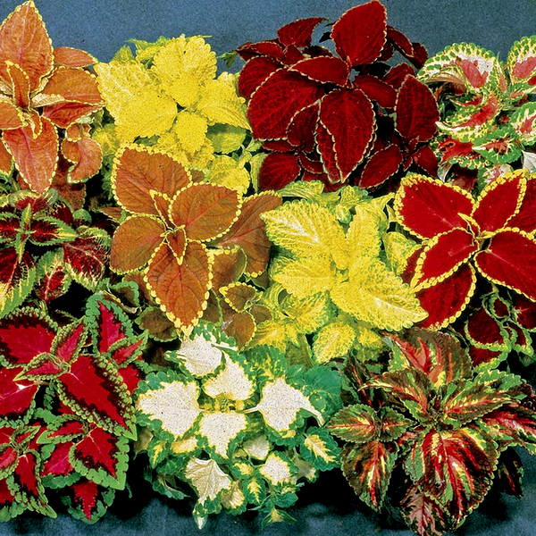 Fairway Hybrid Mix Coleus Seeds