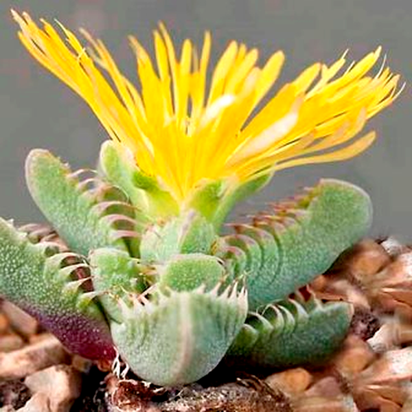 Faucaria britteniae