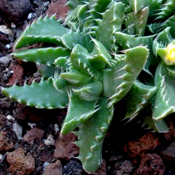 Faucaria felina