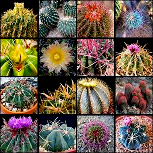 Ferocactus Mixed Species