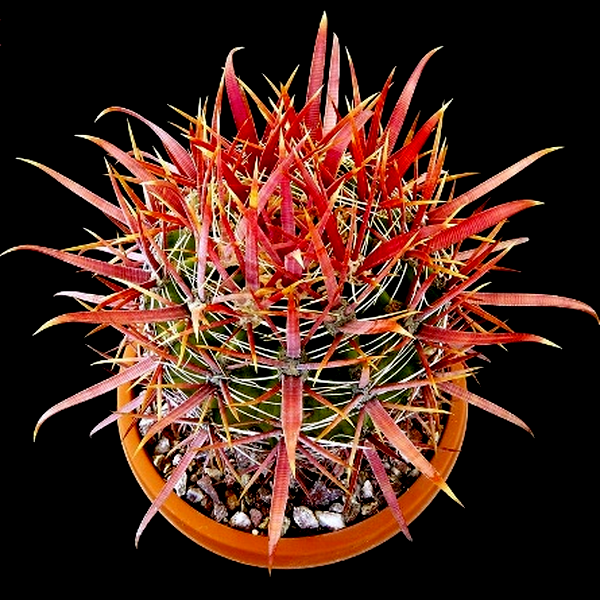Ferocactus fordii
