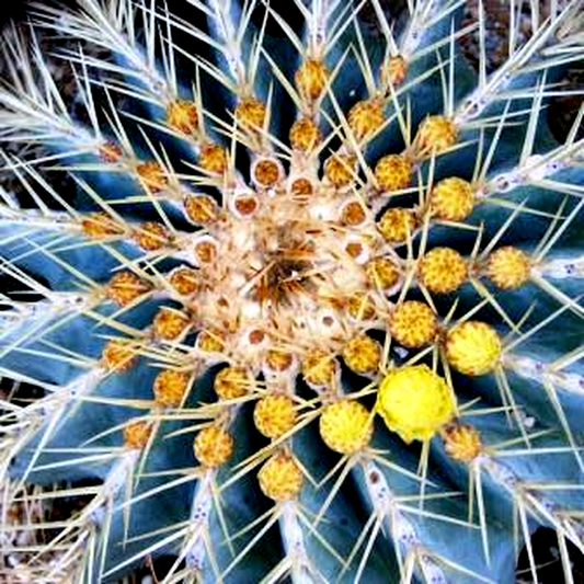 Ferocactus glaucescens