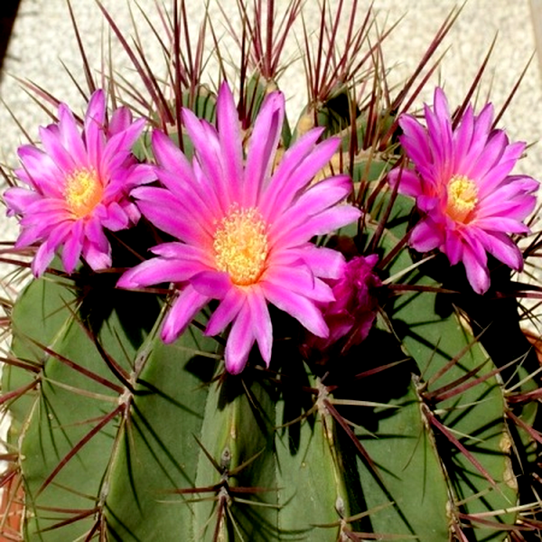 Ferocactus haematacanthus
