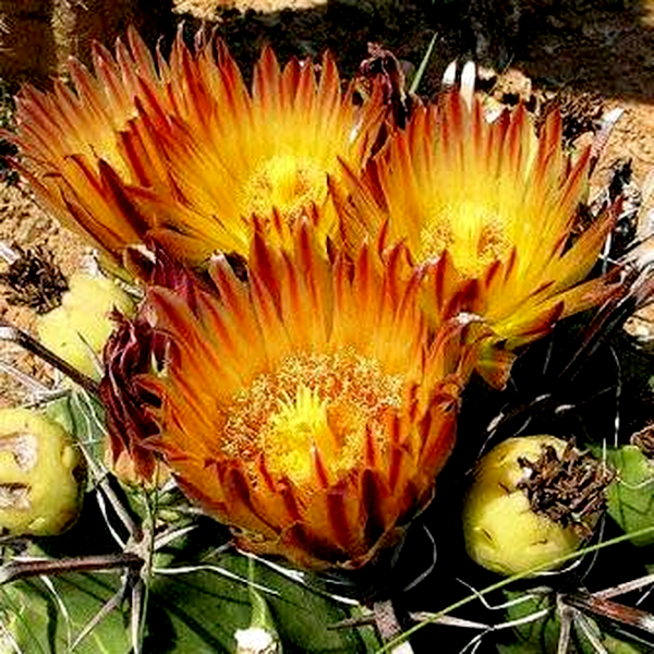 Ferocactus horridus