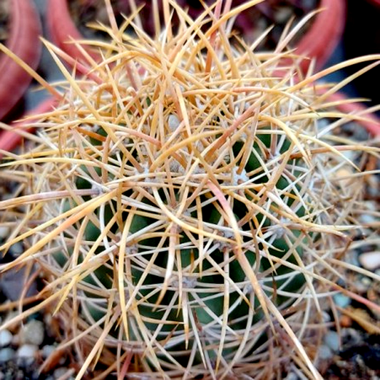Ferocactus johnstonianus
