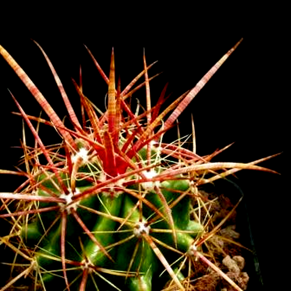 Ferocactus stainessii