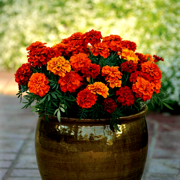 Fireball Marigold Seeds