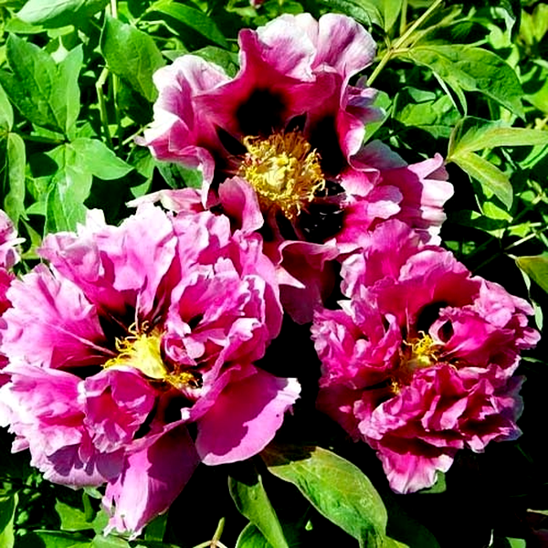 Full of Pink Flowers