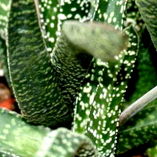 Gasteria acinacifolia
