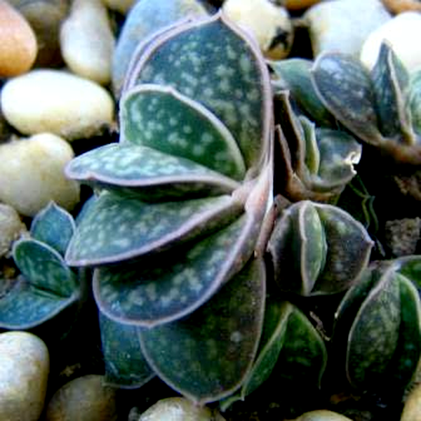 Gasteria bicolor var. liliputana