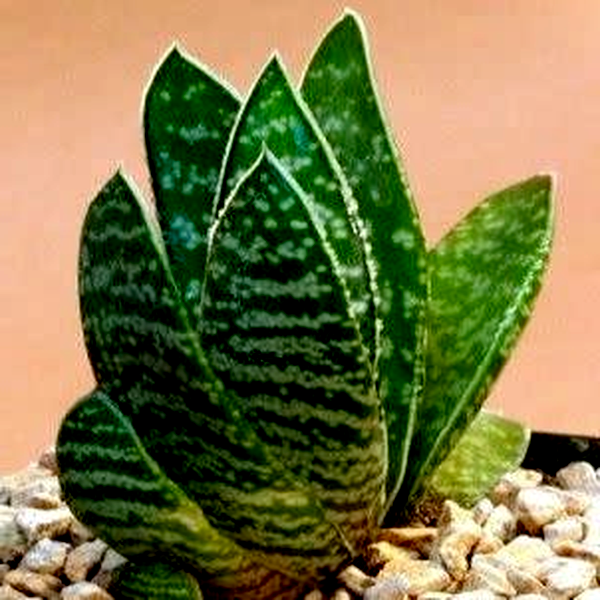 Gasteria brachyphylla