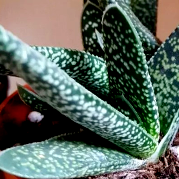 Gasteria pillansii