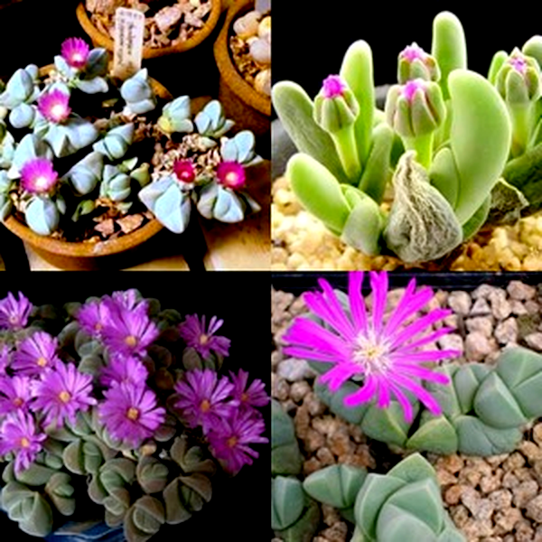Gibbaeum Species Mixed