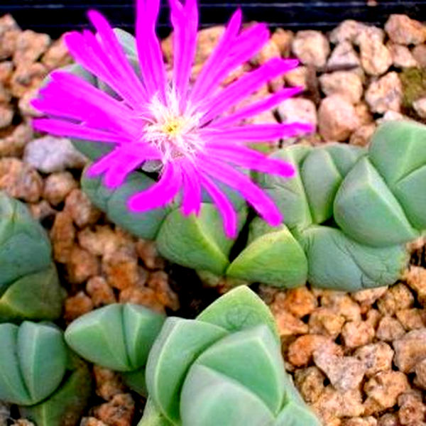 Gibbaeum petrense