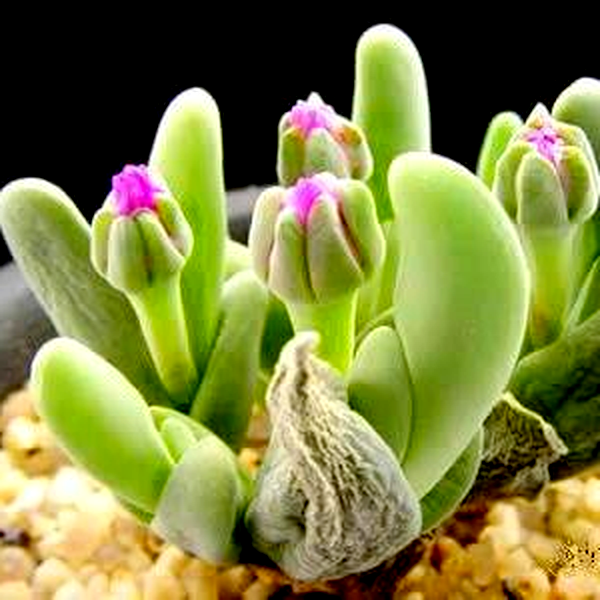 Gibbaeum shandii