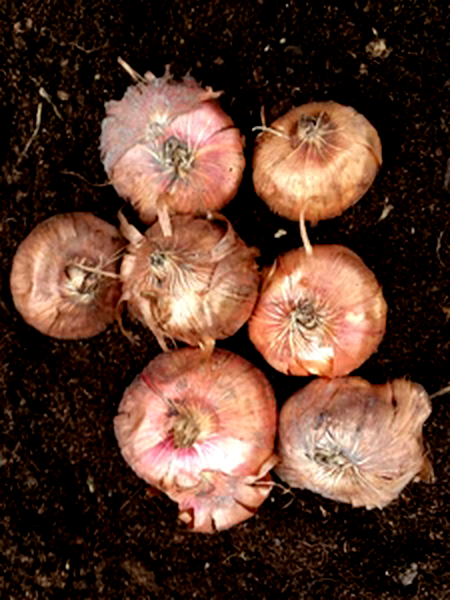 Сheops