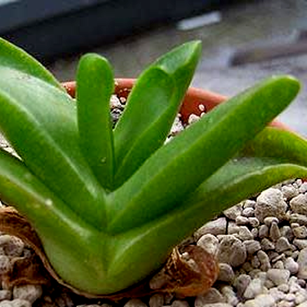 Glottiphyllum herrei