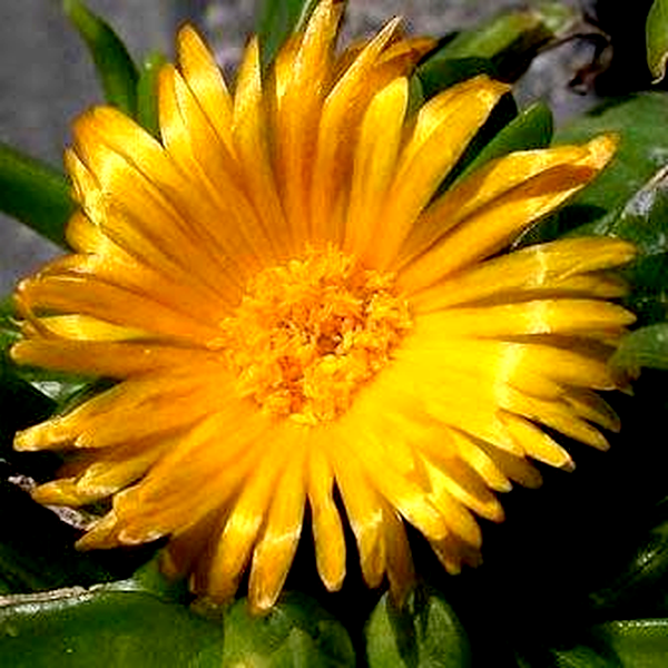 Glottiphyllum longum
