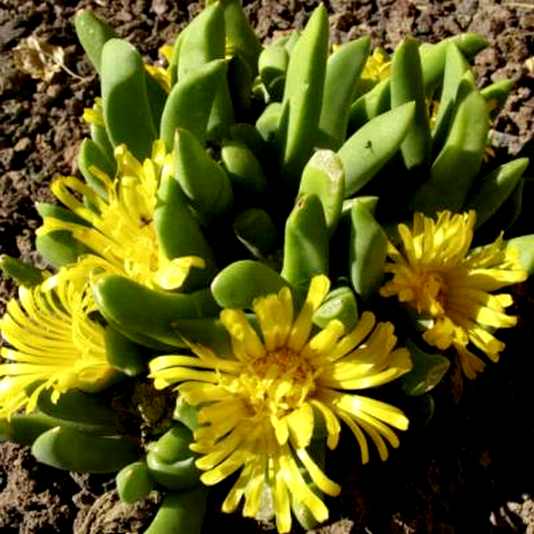 Glottiphyllum surrectum