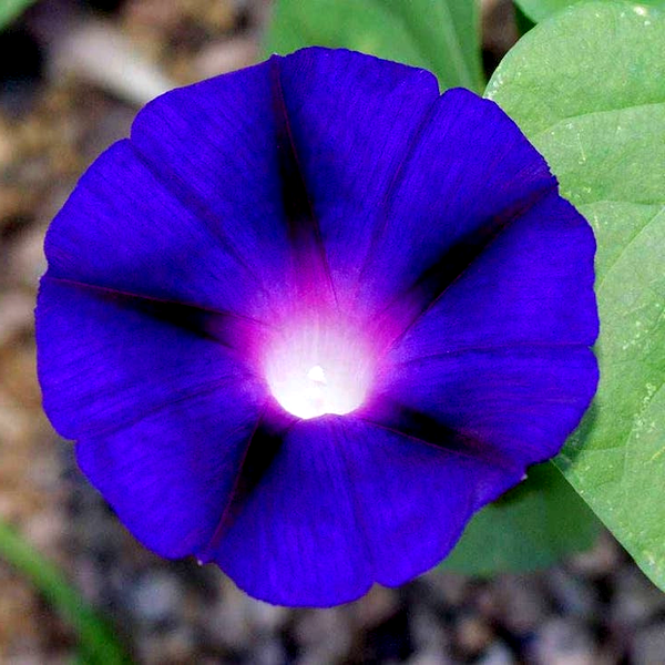 Grandpa Ott' Morning Glory Vine Seeds