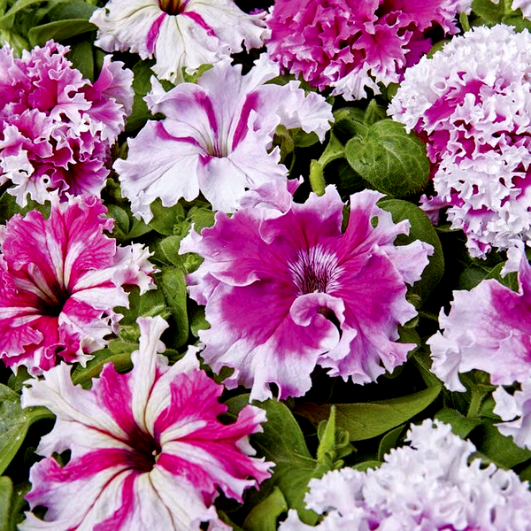 Greetings From Jaroměře Petunia Seeds