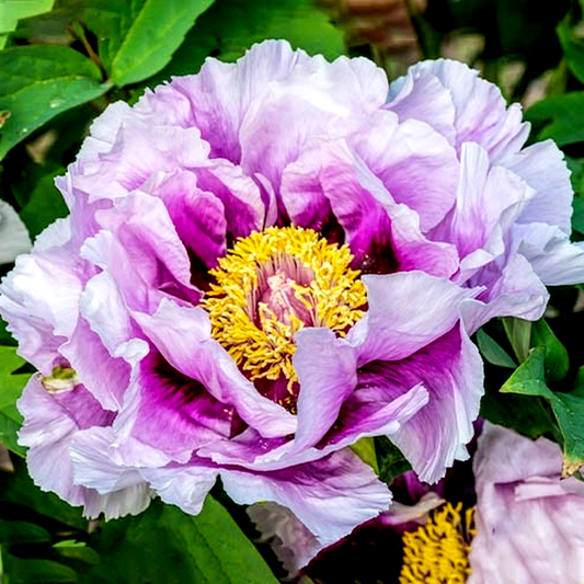 Guardian of the Monastery