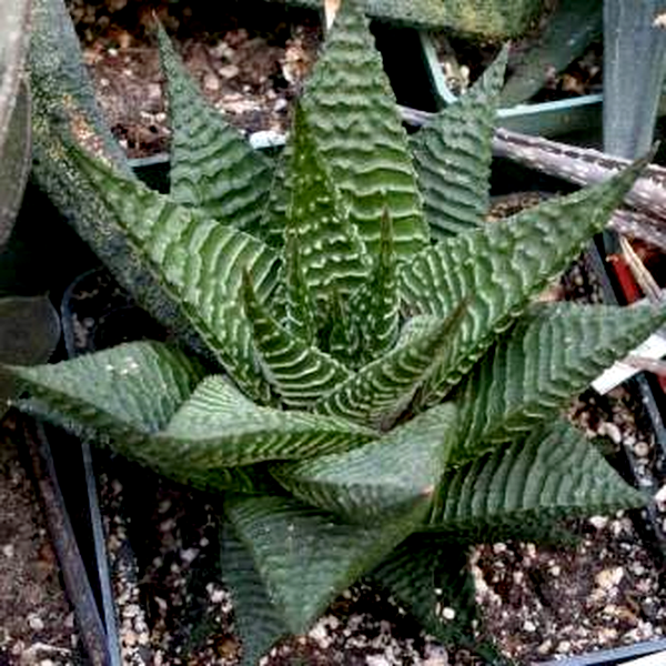 Haworthia limifolia