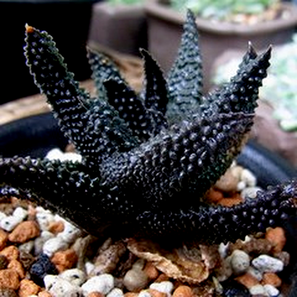 Haworthia scabra