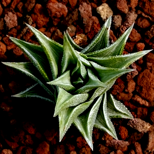 Haworthia tortuosa