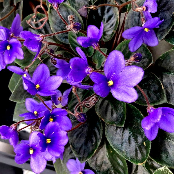 Heirloom African Violet Seeds