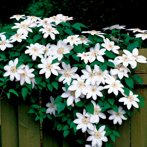 Henryi Clematis