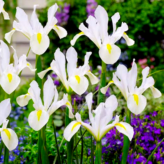 White Magic