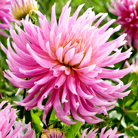 Hollyhil Cotton Candy