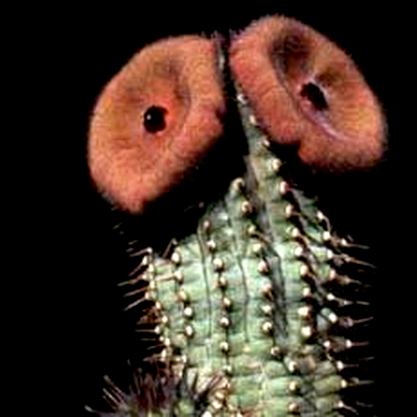 Hoodia dregei