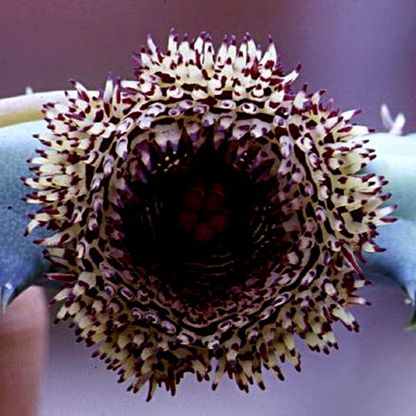 Huernia hystrix