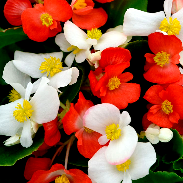 Hula™ Red and White Mix Begonia Seeds