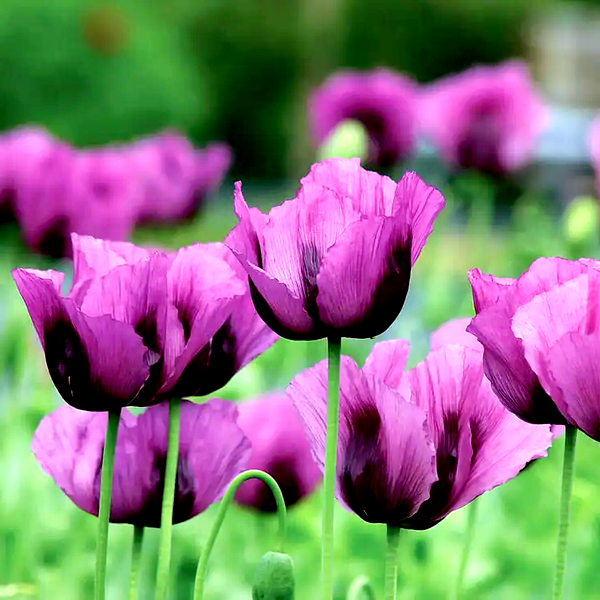 Hungarian Blue' Poppy Seeds