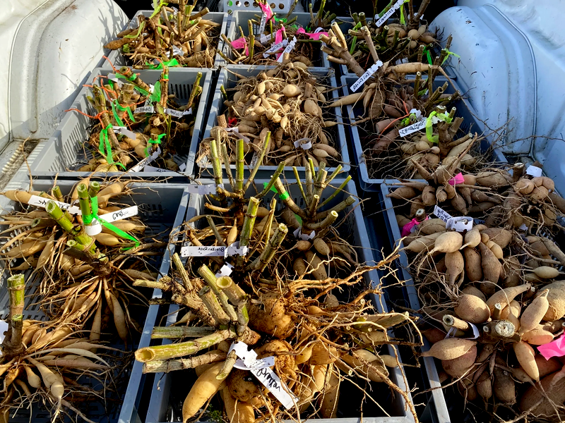 Garden Show