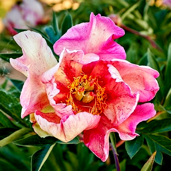 ITOH Anderson's Kaleidoscope