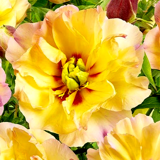 ITOH Canary Brilliants