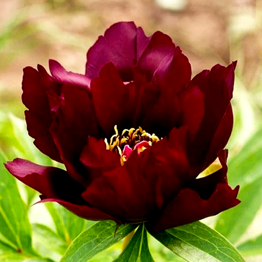 ITOH Chief Black Hawk