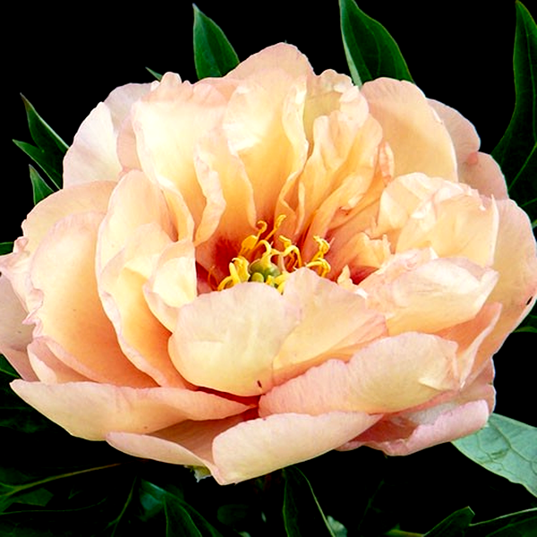 ITOH Clouds of Color