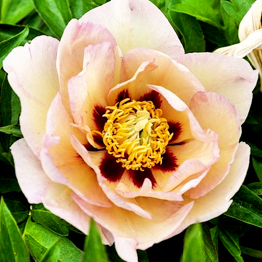 ITOH Pastel Splendor